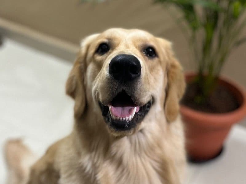 Enzo primary photo