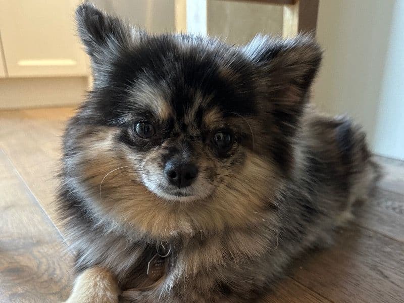 Coco primary photo