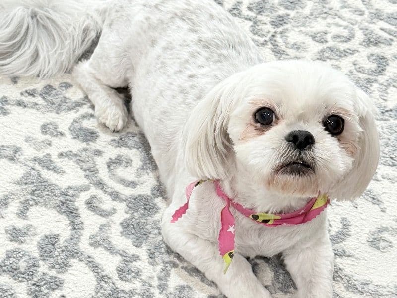 Bella primary photo