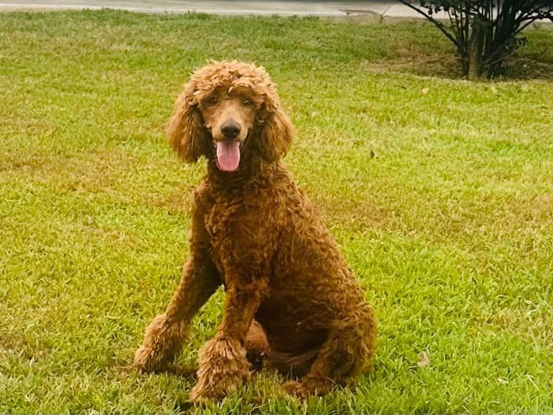 Coco primary photo