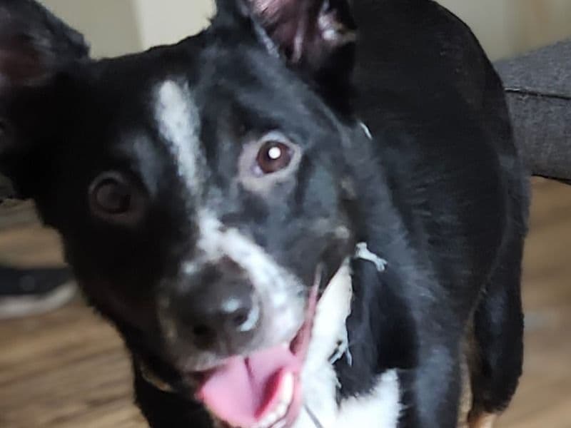 Pickles primary photo
