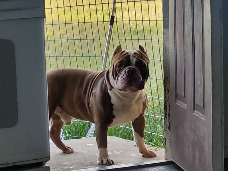 Rocko primary photo
