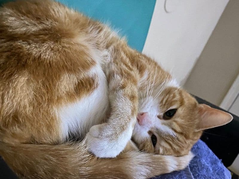 Cinnamon primary photo