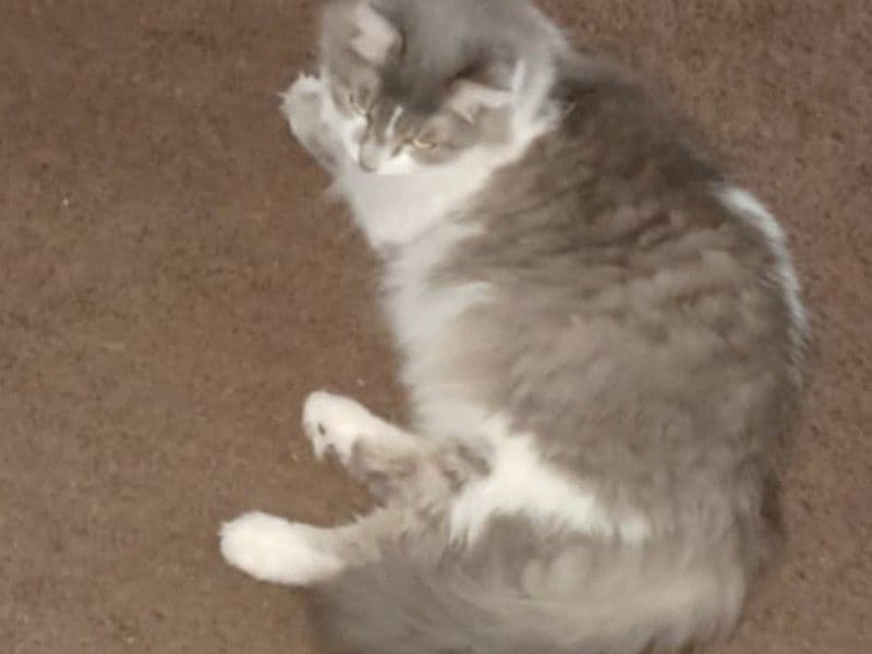 Smokey primary photo