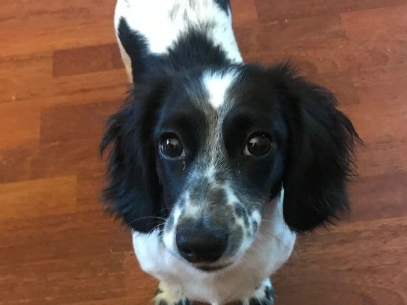 Tux primary photo
