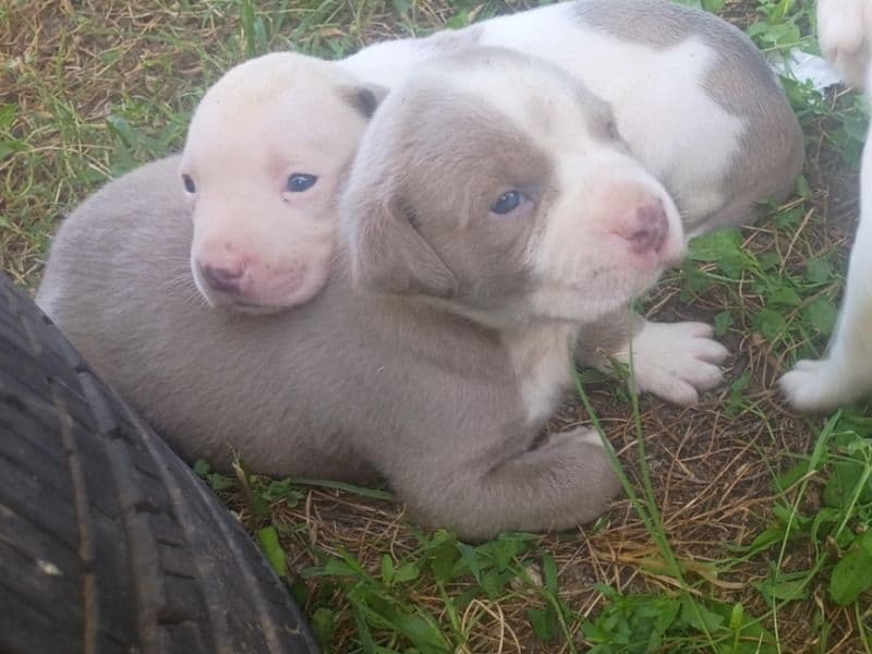 Pit Puppies primary photo