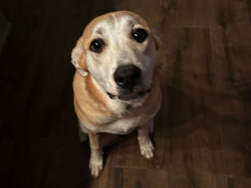 Maya primary photo