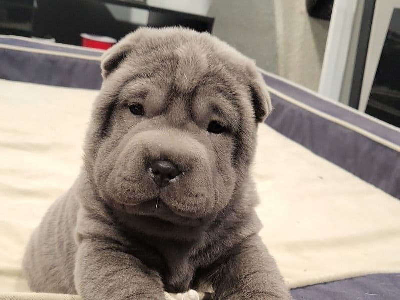 Puppies! primary photo