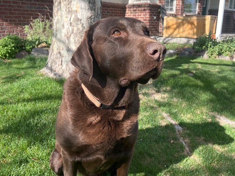 Gus primary photo