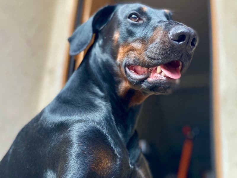 Roxy primary photo
