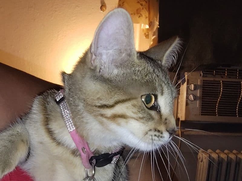 Missy primary photo