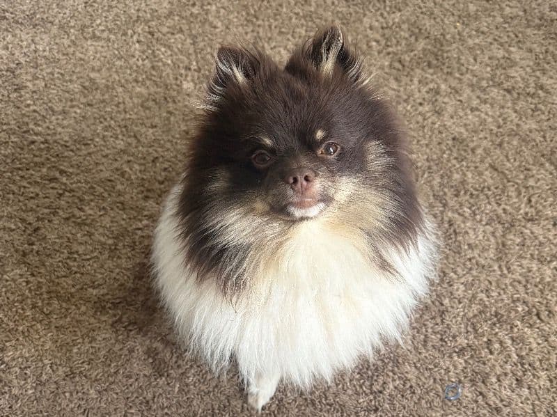 Mrbear primary photo