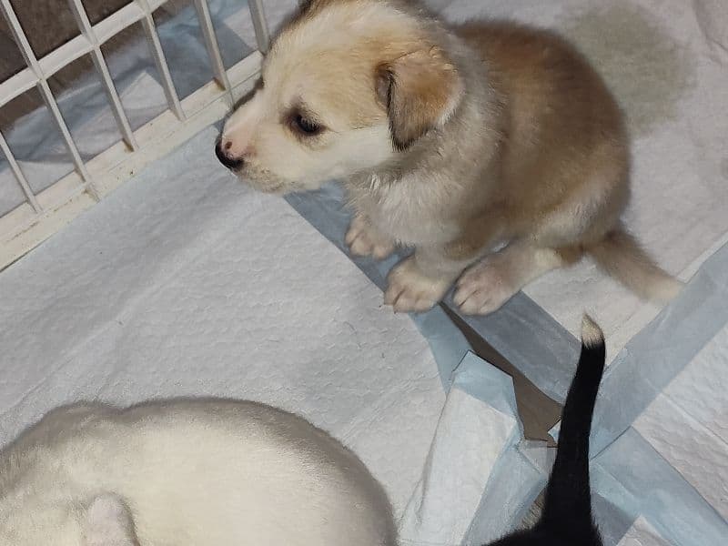 Puppy 2 primary photo