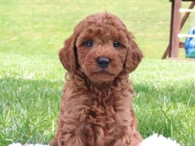 Toy Poodles primary photo
