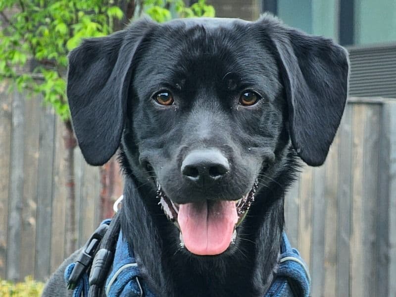 Milo primary photo