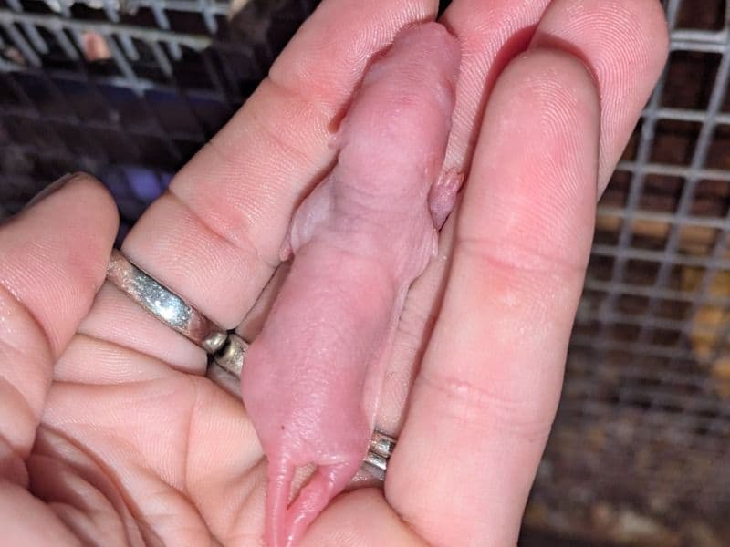Baby Rats primary photo