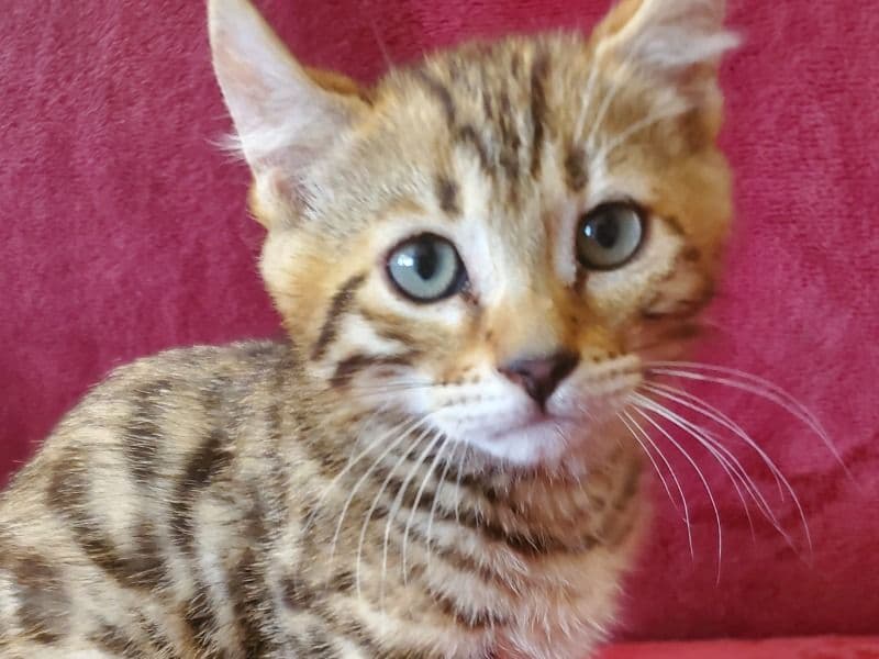 Simba primary photo