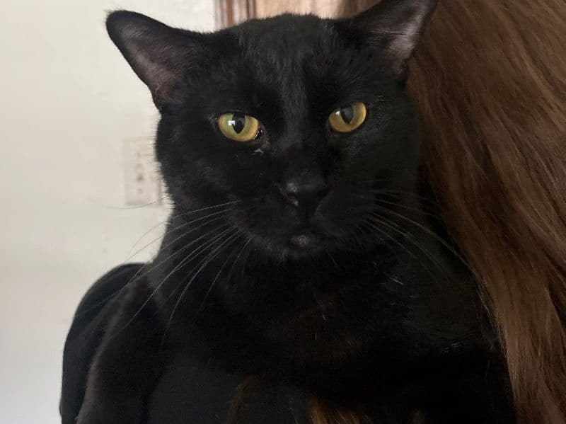 Tootsie primary photo