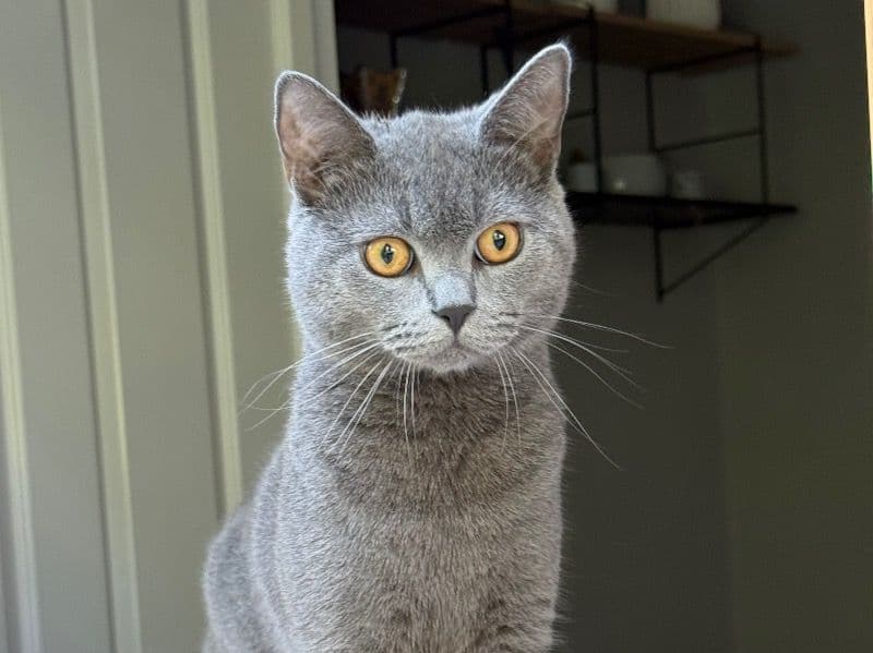 Dakyous primary photo