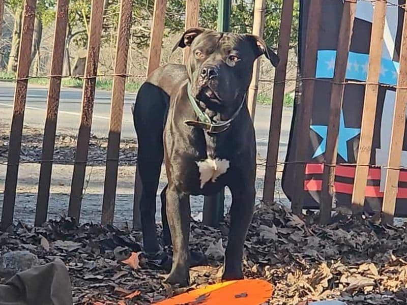 Riddick primary photo