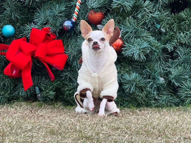 Bambi primary photo