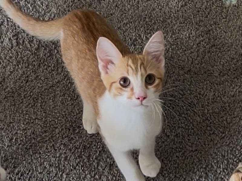 Milo Jr primary photo