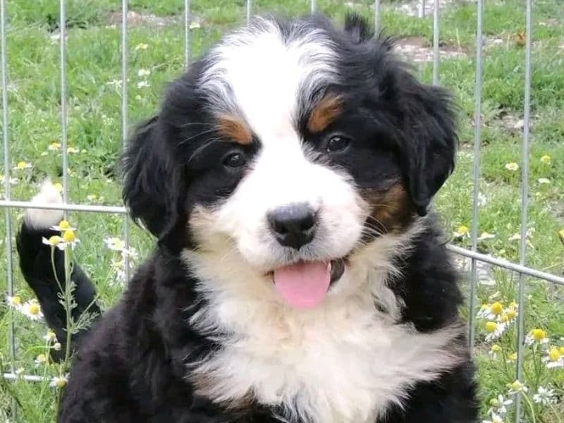 Bernese Mountain Puppy primary photo