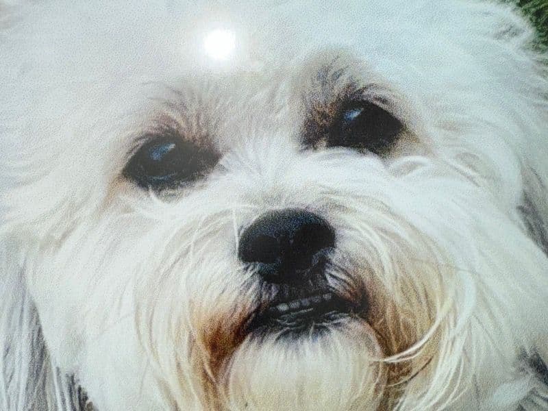 Zoe primary photo