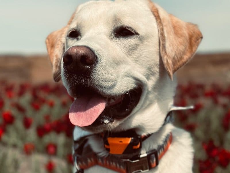 Toby primary photo