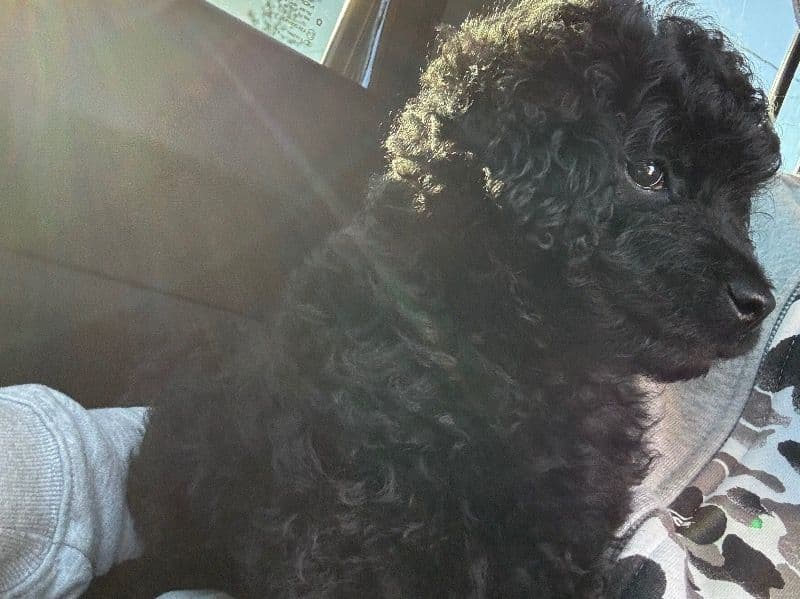 Oreo primary photo