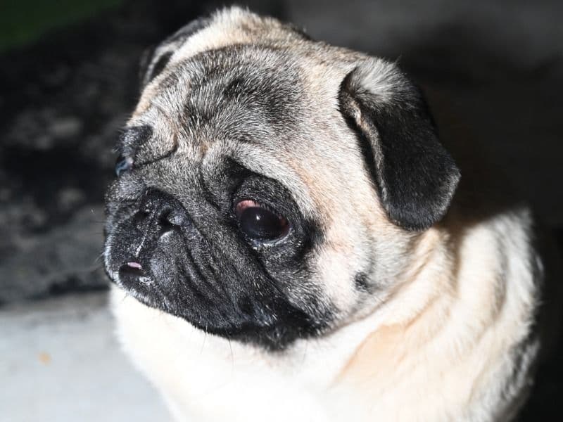 Tobo primary photo