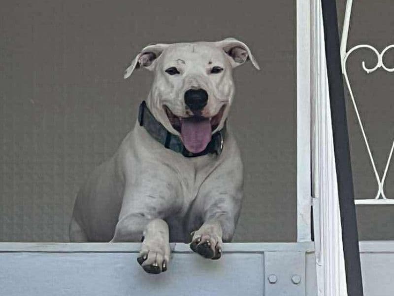 Hank primary photo