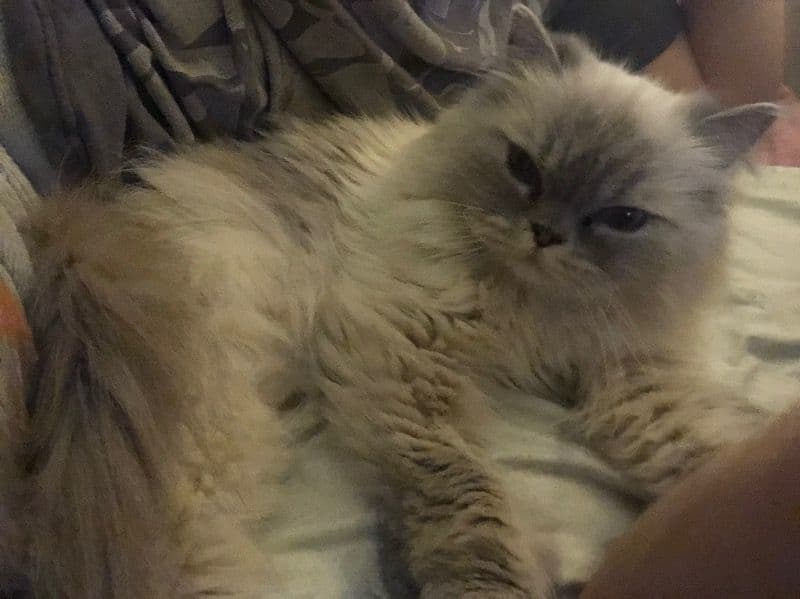 Fluffy primary photo