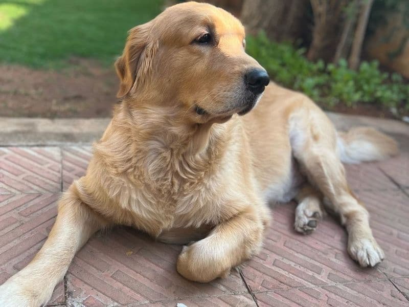 Mylo primary photo