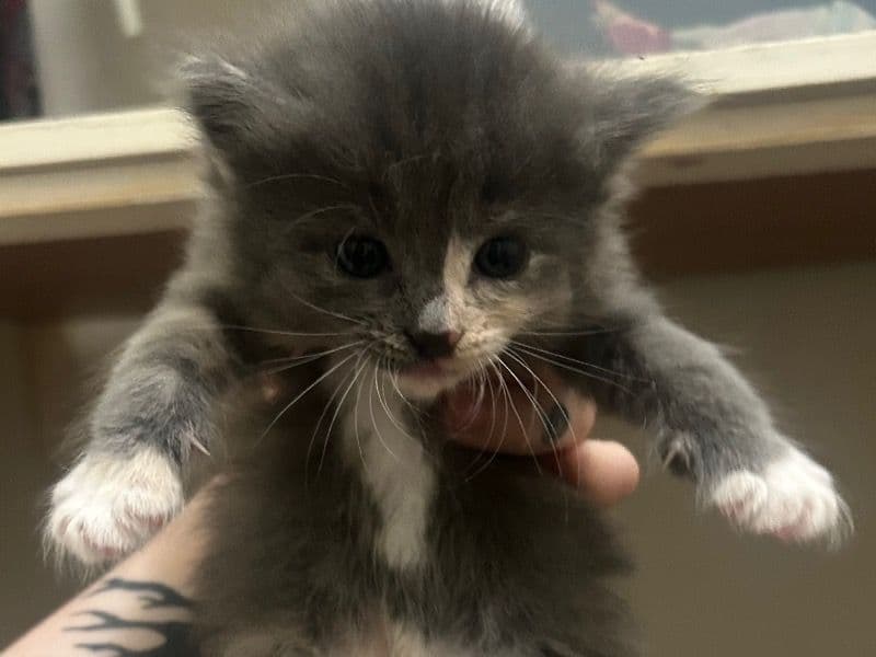 Kitten primary photo