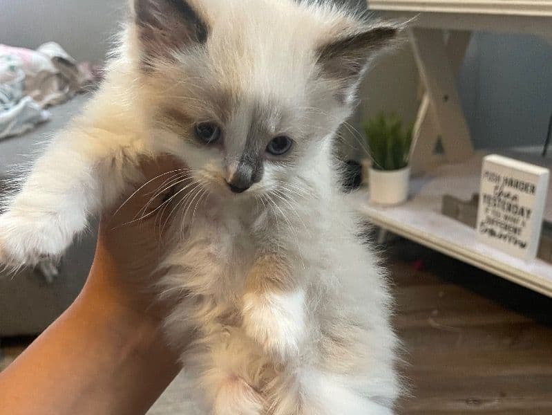 Milo primary photo