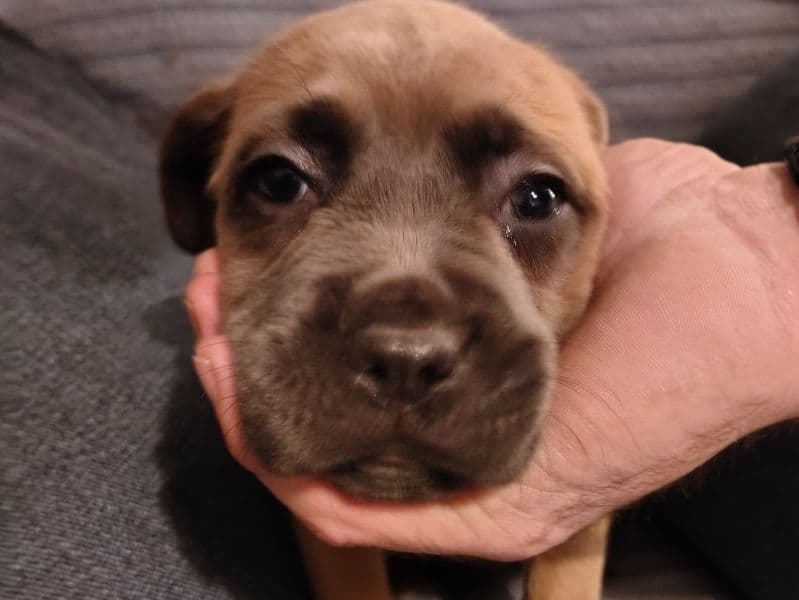 Puppies primary photo