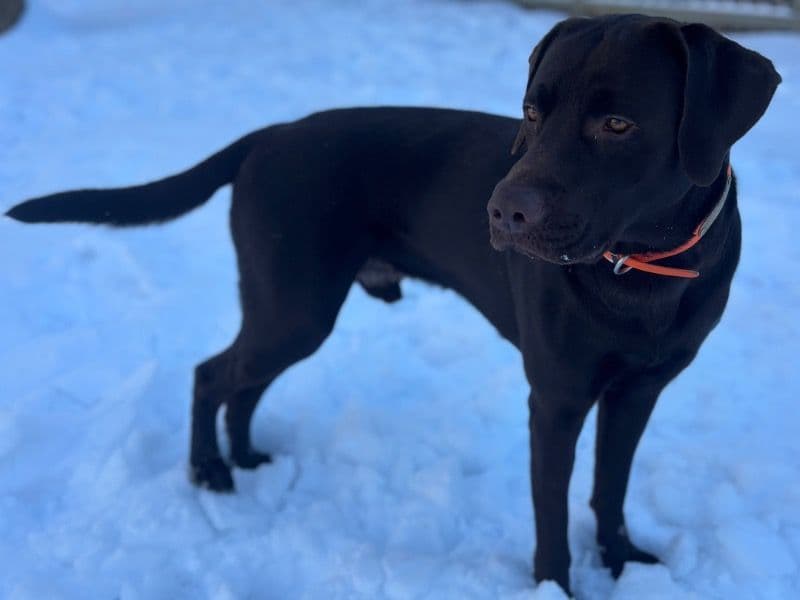 Bandit primary photo