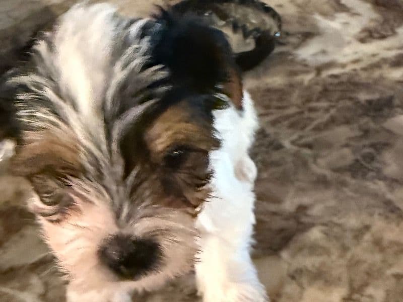 Male Yorkie primary photo