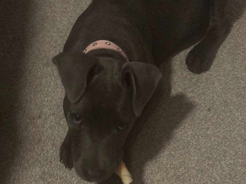 Luna primary photo