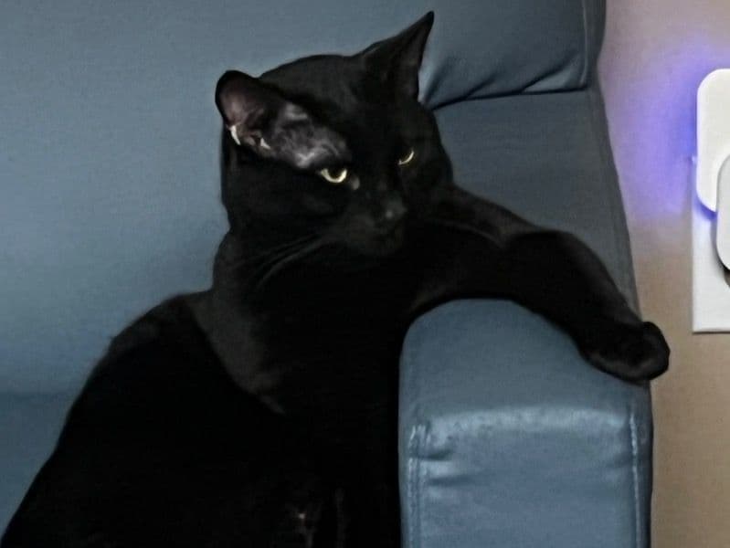 Loki primary photo