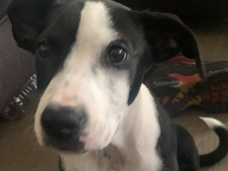 Daisy primary photo