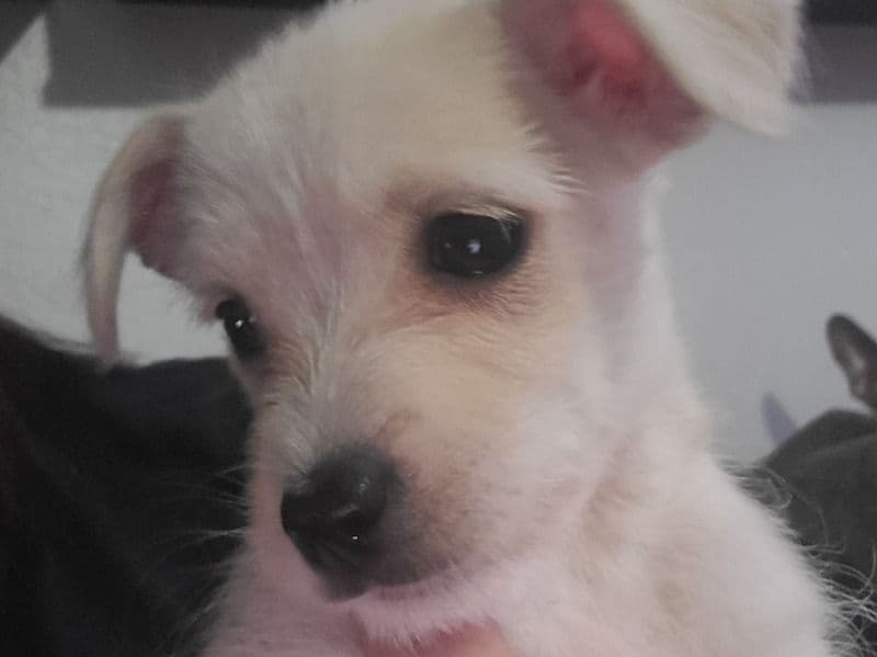 Puppy primary photo