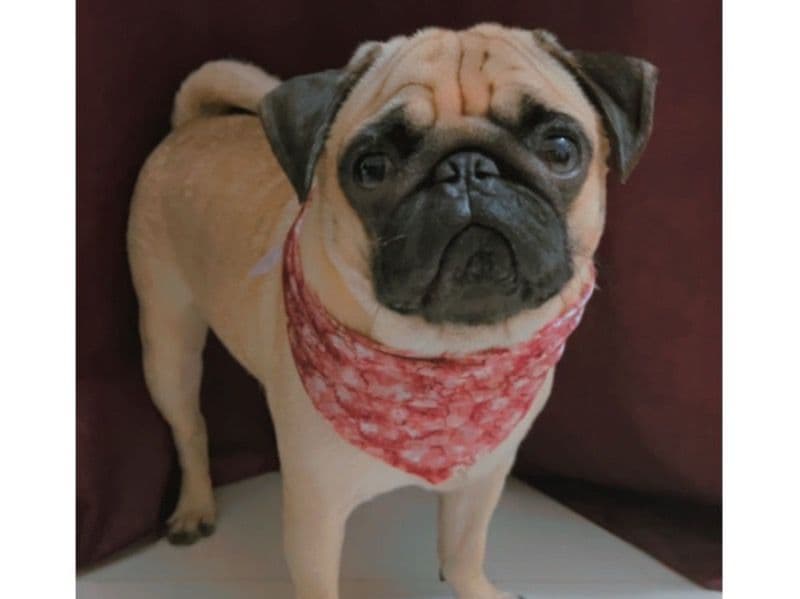 Simba primary photo