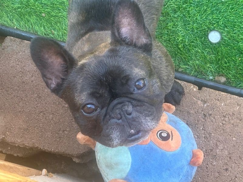 Bruno primary photo