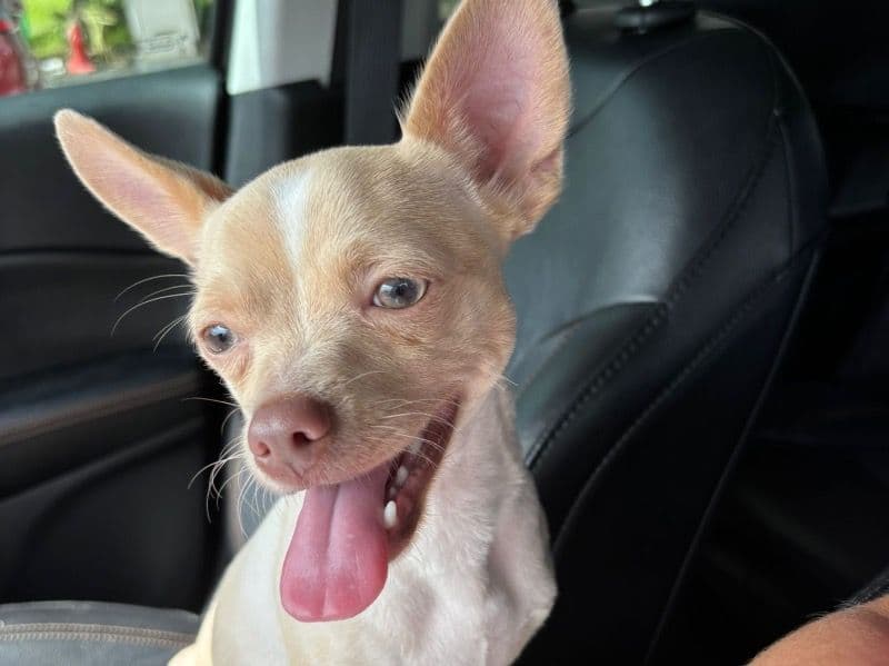 Milo primary photo