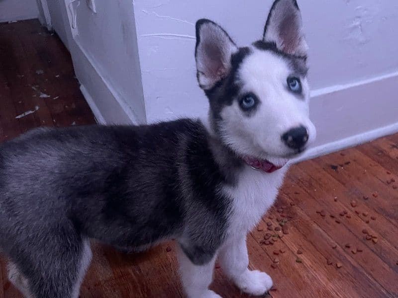 Cleo primary photo