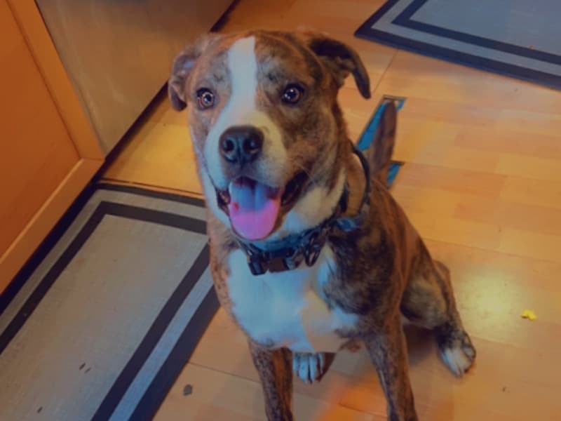 Meatball primary photo