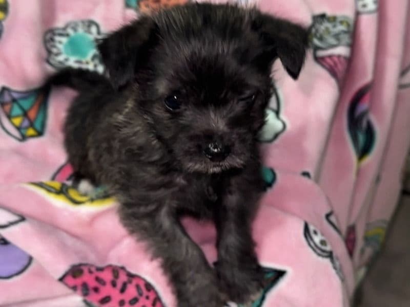 Oreo primary photo