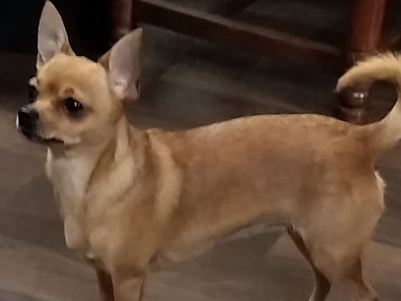 Ruby primary photo